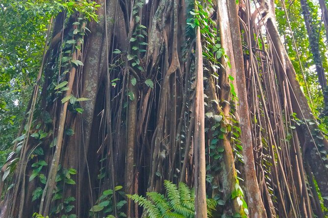 Private Tour Singapore Botanic Garden (UNESCO) - Key Points