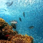 Private Tour: Tioman Island (Sribuat) Reef Snorkel & Summit Hike from Singapore - In-Depth Review of the Tioman Island Day Trip