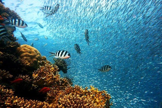 Private Tour: Tioman Island (Sribuat) Reef Snorkel & Summit Hike from Singapore - In-Depth Review of the Tioman Island Day Trip