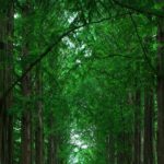 Private Tour to Alpaca world &Nami Island& Railbike with Tickets - Who Is This Tour Best Suited For?