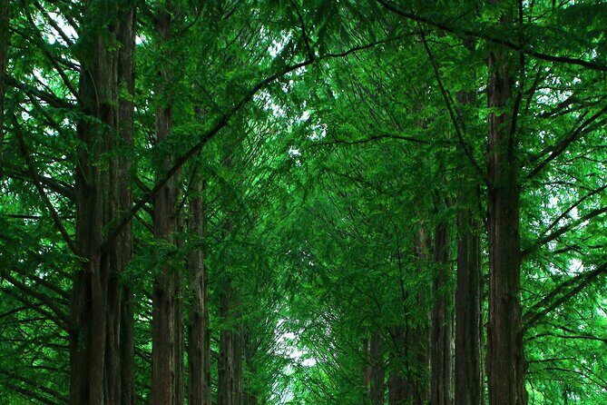 Private Tour to Alpaca world &Nami Island& Railbike with Tickets - Who Is This Tour Best Suited For?