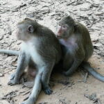 Private Tour to Koh ker and Beng Mealea Temple from Siem Reap - The Sum Up