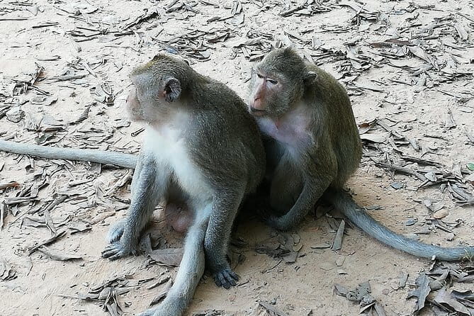 Private Tour to Koh ker and Beng Mealea Temple from Siem Reap - The Sum Up
