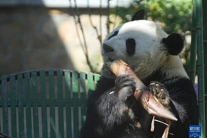 Private Tour to Mutianyu Great Wall and Panda House - Authenticity and Value