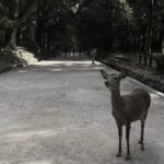 Private tour to Nara and Inari with Spanish-speaking Guide - Final Thoughts