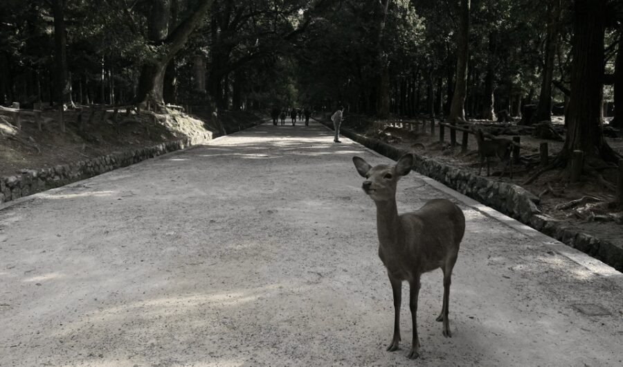 Private tour to Nara and Inari with Spanish-speaking Guide - Final Thoughts