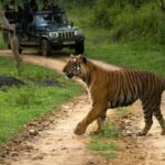 Private Tour to Sariska Tiger National Park by Car from Jaipur - Who Should Consider This Tour?