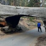 Private Tour to Sequoia and Kings Canyon National Parks - Who Should Consider This Tour?