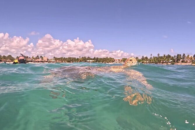 Private Tour: Turtle Swim & Underground Cenote - What’s Included and What to Budget For