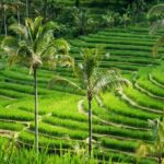 Private tour- UNESCO rice terraces, Ulundanu Beratan, Batukaru, Tanah lot temple - Cost and Value