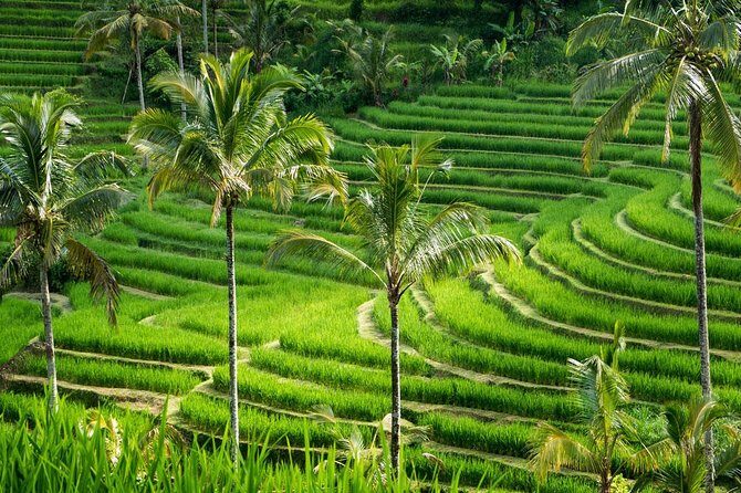 Private tour- UNESCO rice terraces, Ulundanu Beratan, Batukaru, Tanah lot temple - Cost and Value