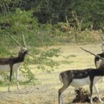 Private Tour: Village Safari Half-Day Tour In Jodhpur - Final Thoughts