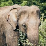 Private Tour: Yala National Park Safari - Final Thoughts