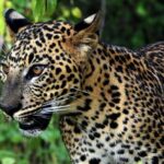 Private Tour : YALA National Park with Experienced Driver and Guide - Realistic Expectations & Considerations