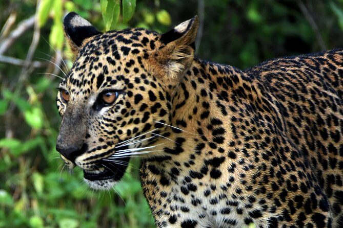 Private Tour : YALA National Park with Experienced Driver and Guide - Realistic Expectations & Considerations