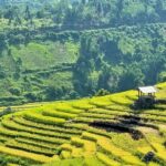 Private Trekking through Terraces Rice Fields in Sapa - The Sum Up: Why Choose This Trek?