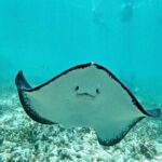 Private Tulum mayan ruins & Snorkel with Turtles in Akumal Adventure - A Detailed Look at the Tour Experience