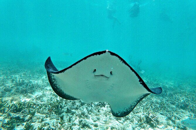 Private Tulum mayan ruins & Snorkel with Turtles in Akumal Adventure - A Detailed Look at the Tour Experience