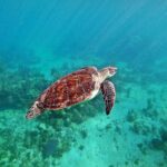 Private Tulum Ruins and Swim with Turtles - Frequently Asked Questions