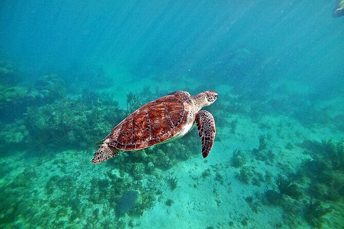 Private Tulum Ruins and Swim with Turtles - Frequently Asked Questions