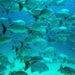 Private Tulum Ruins, Turtles in Akumal and Cenote Adventure - FAQ