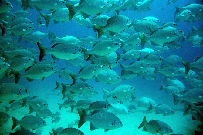 Private Tulum Ruins, Turtles in Akumal and Cenote Adventure - FAQ