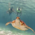 Private Turtles & Cenotes Adventure - Final Thoughts