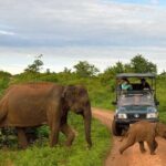 Private Udawalawa Safari Plus Elephant Transit Home Day Trip - Authentic Reviews Highlight the Experience