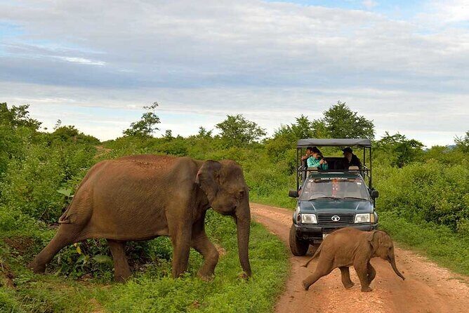 Private Udawalawa Safari Plus Elephant Transit Home Day Trip - Authentic Reviews Highlight the Experience