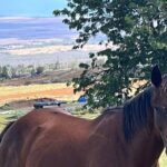 Private Upcountry Farm Tour on Maui - Why This Tour Is a Great Choice
