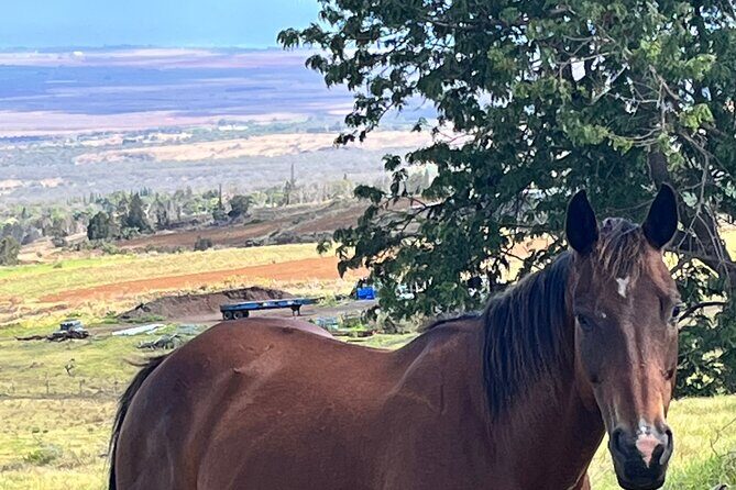 Private Upcountry Farm Tour on Maui - Why This Tour Is a Great Choice