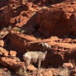 Private Valley of Fire Hiking Tour from Las Vegas - Final Thoughts