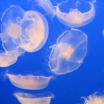 Private-VIP- Vancouver City Tour, SUV - The Sum Up