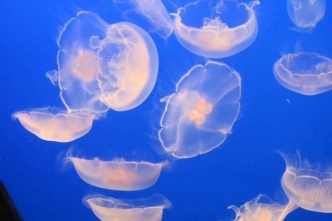 Private-VIP- Vancouver City Tour, SUV - The Sum Up