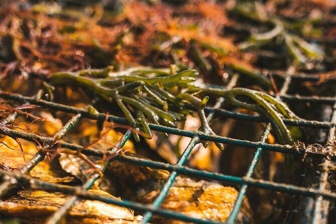 Private West Passage Oyster Tasting Aquaculture Tour - Practical Details: What You Should Know