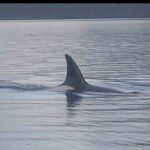 Private Whale and Wildlife Viewing - FAQ