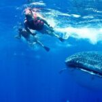 Private Whale Shark All Inclusive Experience - The Itinerary in Detail: What to Expect