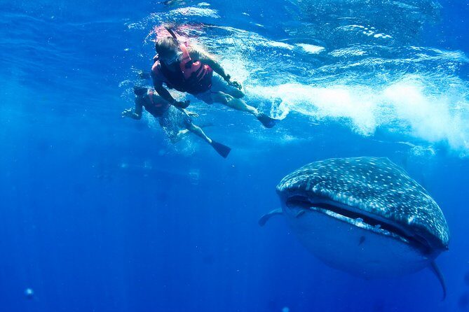 Private Whale Shark All Inclusive Experience - The Itinerary in Detail: What to Expect