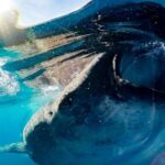 Private Whale Shark Ecofriendly Tour from Riviera Maya - Frequently Asked Questions