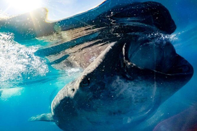 Private Whale Shark Ecofriendly Tour from Riviera Maya - Frequently Asked Questions