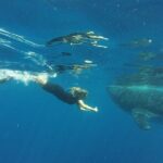 Private Whale Shark Tour from Playa del Carmen - A Detailed Look at the Whale Shark Private Tour