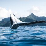 Private Whale Watching Activity - Why Choose This Whale Watching Tour?
