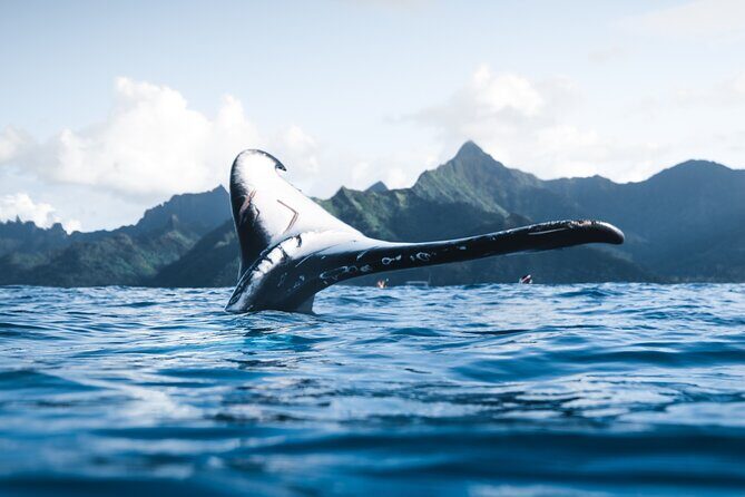 Private Whale Watching Activity - Why Choose This Whale Watching Tour?