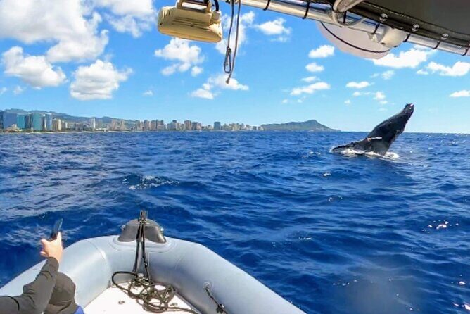 Private Whale Watching Adventure - Who Will Love This Tour?