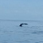 Private Whale Watching and Dolphin Excursion - Who Should Consider This Tour?