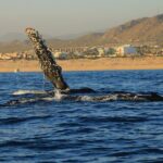 Private Whale Watching in San Jose Del Cabo snack,drinks,Warranty - The Practical Details That Matter