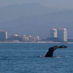 Private Whale watching Puerto Vallarta - Practical Tips for Booking and Enjoying Your Tour