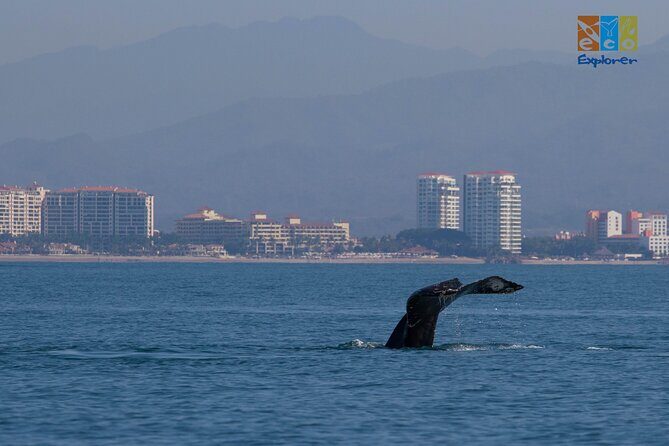 Private Whale watching Puerto Vallarta - Practical Tips for Booking and Enjoying Your Tour