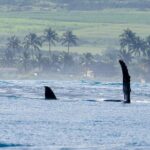Private Whale Watching Safari from North Shore Oahu - Authentic Cultural Insights and Comfort