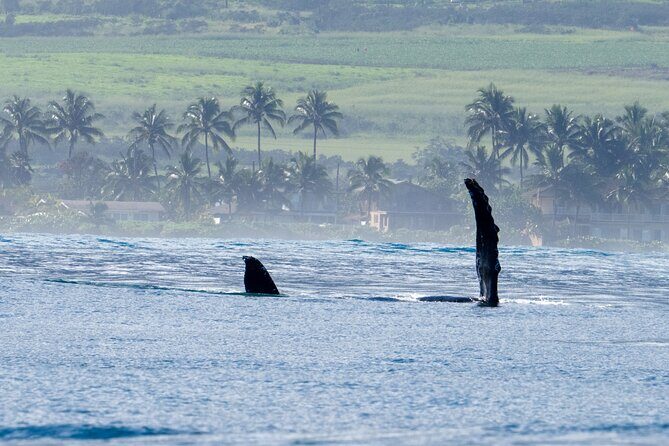 Private Whale Watching Safari from North Shore Oahu - Authentic Cultural Insights and Comfort